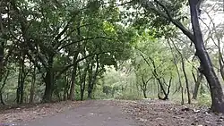 A concrete road inside the arboretum lined with forest cover.