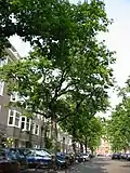 Avenue of grafted 'Cornuta', Milletstraat, Amsterdam