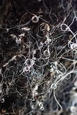 A collection of white strands with droplets on black mounds, which are the anal strings with the sugar on a nothofagus southern beech tree