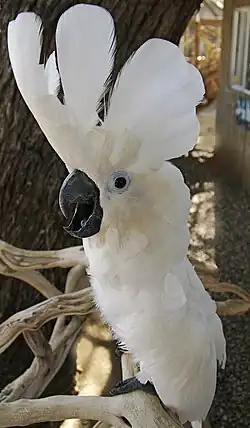 Umbrella cockatoo (Cacatua alba) with raised crest