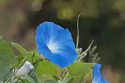 Ipomoea violacea contains lysergic acid.