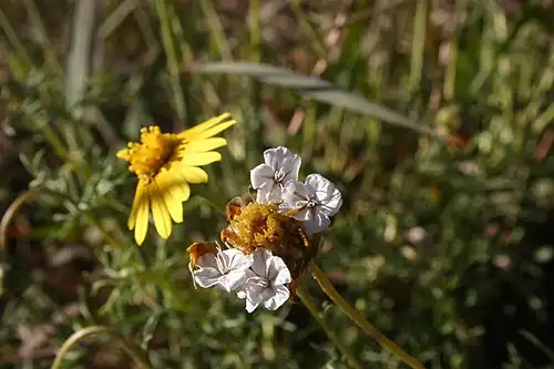 Ursinia nana petal-like pappus