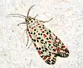 Utetheisa pulchelloides