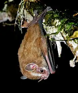 Brown bat