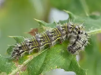 Larva