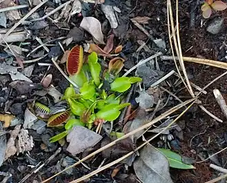 Venus flytrap