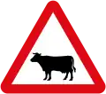 Cattle ahead