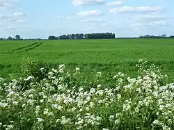 Settlements on Rippingale Fen