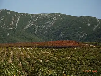 Vineyards around