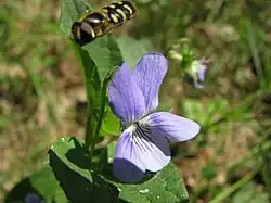 Flower of Viola epipsila