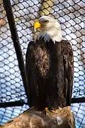 Eagle