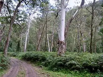 Wadbilliga Track and the Manna Gum