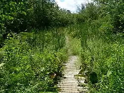Bog Trail