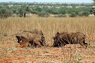Young males fighting Tswalu Kalahari Reserve, South Africa