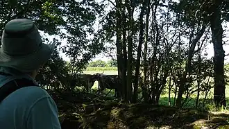 Watching longhorn cattle from footpath
