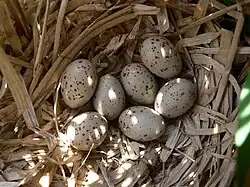Common moorhen (Gallinula chloropus), small clutch