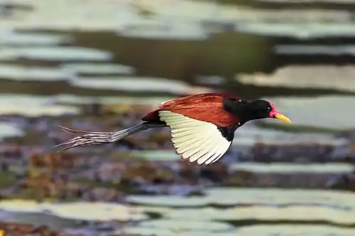 J. j. jacana in flight the Pantanal, Brazil