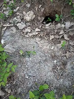 A mound of gray Wea Shale was excavated by a burrowing rodent.
