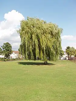 Weeping willow before topping and pruning