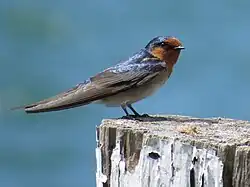 Trinity Inlet, Cairns