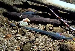 Western brook lamprey