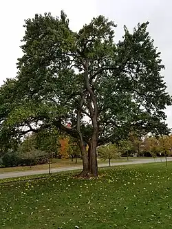 M. pomifera tree with fruits on ground