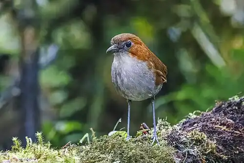 White-bellied antpitta (Grallaria hypoleuca castanea) San Isidro 2.jpg