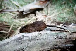 Brown and white spiny rat