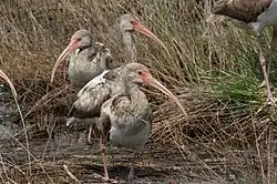 White ibis (Eudocimus albus) immature