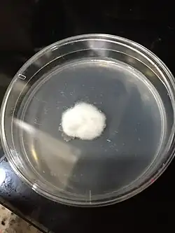 Mycelium growing on a petri dish