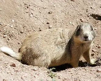 Brown prairie dog