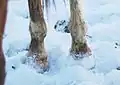 Horses' hooves in snow