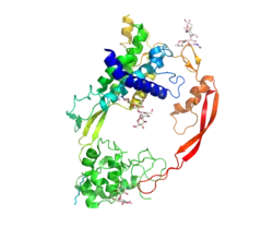 Crystal structure of Wnt8 bound to the Frizzled8 cysteine rich domain. Wnt resembles a hand that is "pinching" Frizzled with its thumb and forefinger.