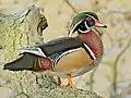 Wood duck can be found in many woods and wetlands across the state