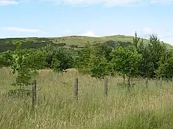 Woods planted on a restored open cast mining site.