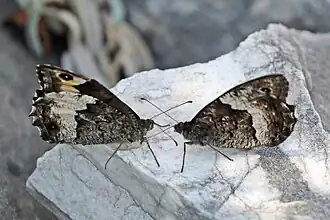 courting - female on the left