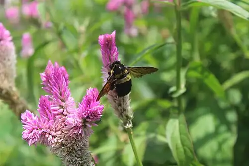 Yellow-banded Carpenter bee on Celosia, Albay