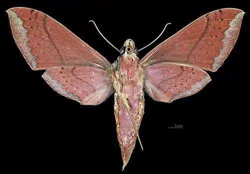 Female ventral