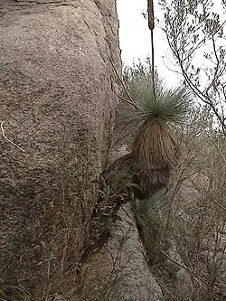 Yacca growing in crevice in granite gneiss outcrop near Lizard Rock