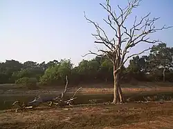 A dead tree by a body of water