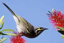 Honeyeater balancing on a bottlebrush flower