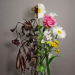 A flower in front of a dark brown background