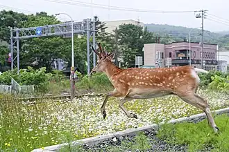 A yezo sika deer running away in Wakkanai city