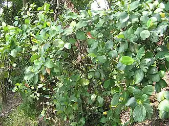 Branches of simpor leaf