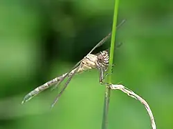 Front quarter of teneral female Hemigomphus comitatus