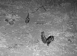 Monochrome photo of two black animals with white stripes facing each other