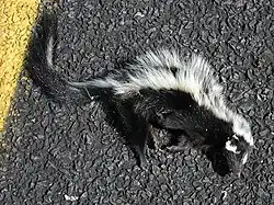 Photo of a dead black animal with white stripes running down its back lying on its side on a road