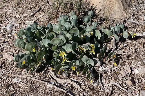 Roepera cordifolia, Namaqualand Dune Strandveld