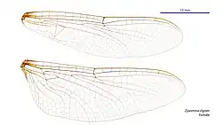 Female wings