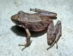 a specimen of the species. it is a brown frog with dark brown spots.